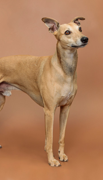 Award winning image of a male whippet