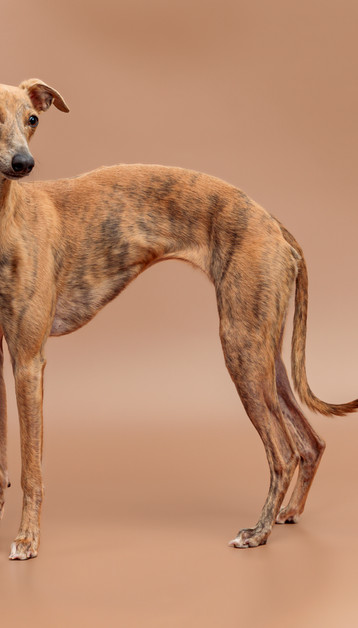 photograph of a Whippet 